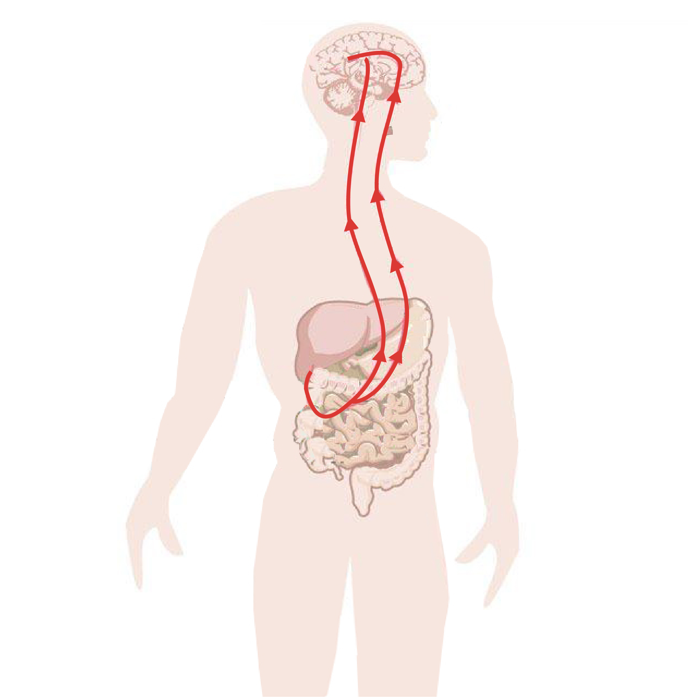 Neurostimulation vagale (NSV) pour les MICI : Afa Crohn RCh